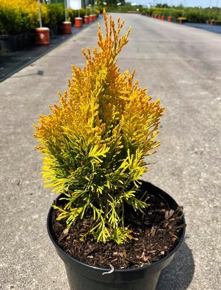 Туя западная Йеллоу Даймонт